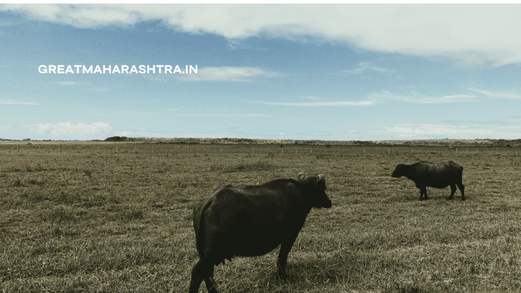 गाई व म्हशी खरेदी कसे करायचे ? पहा संपूर्ण माहिती... गाई व म्हशी खरेदी कसे करायचे ? पहा संपूर्ण माहिती...