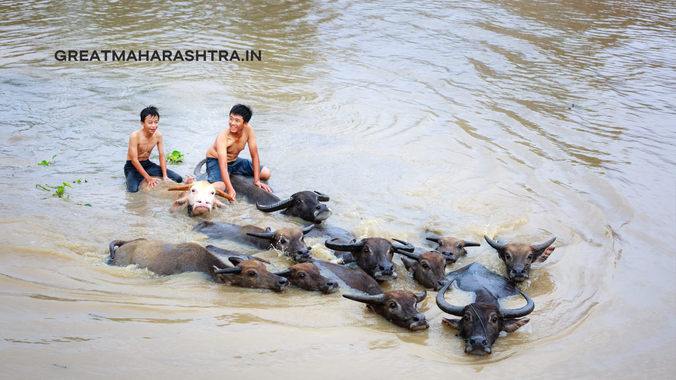 गाई व म्हशी खरेदी कसे करायचे ? पहा संपूर्ण माहिती...