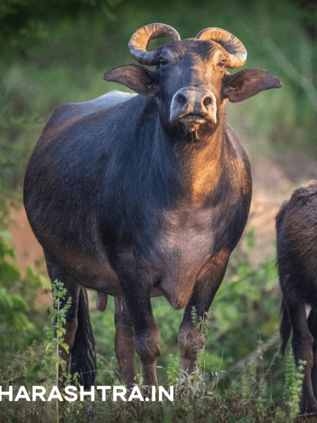 How To Success Buffalo Farming In India ?