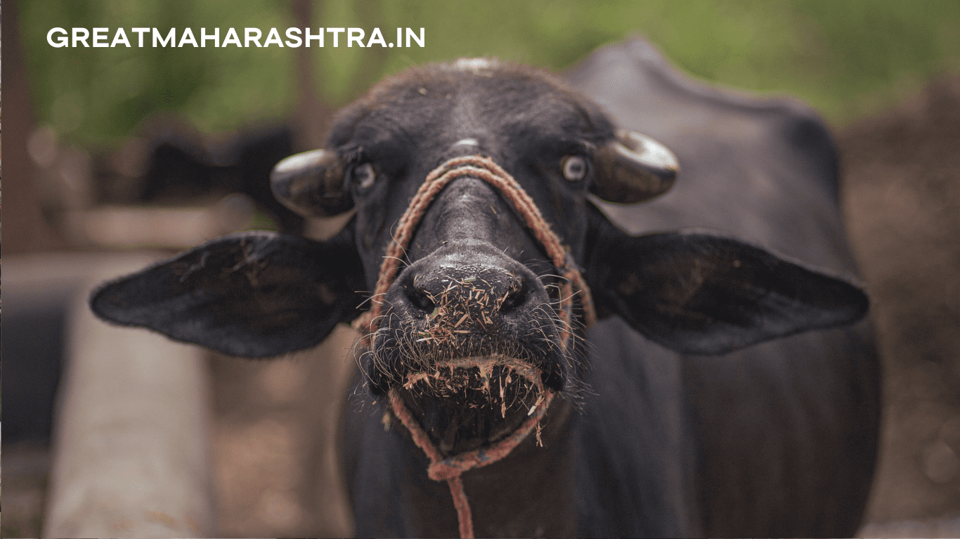 Dairy Farming in Maharashtra Marathi Mahiti